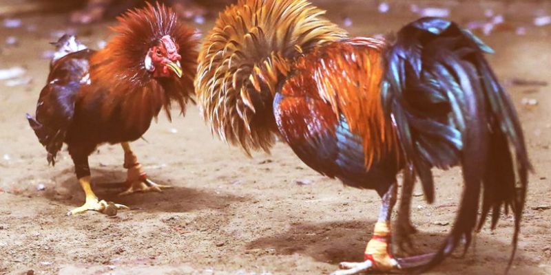 Giao diện đặt cược minh bạch – Dễ theo dõi, dễ thắng tại 69VN