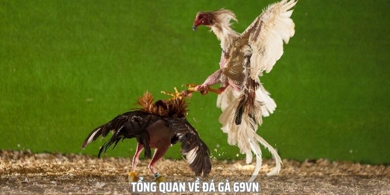 Giới thiệu tổng quan đá gà 69VN
