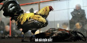 Đá gà cựa sắt 69VN
