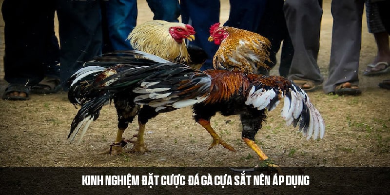Bí quyết đặt cược đá gà cựa sắt tăng tỷ lệ thắng 